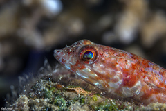 Synodus dermatogenys