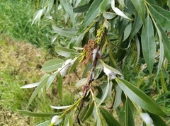 Salix alba