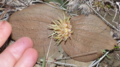 Massonia mimetica