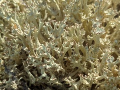Cladonia boryi