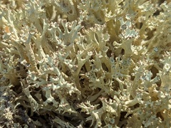Cladonia boryi
