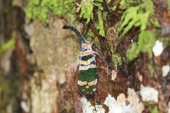 Pyrops spinolae