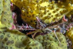 Allogalathea elegans