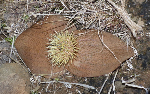 Cinnamonleaf Hedgehog Lily (Massonia mimetica)