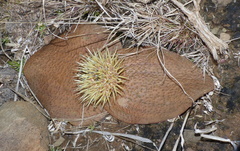 Massonia mimetica