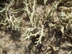 Cladonia boryi