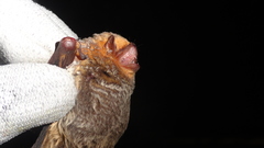 Lasiurus blossevillii