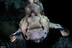 Antennarius maculatus