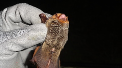 Lasiurus blossevillii