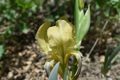 Iris schachtii