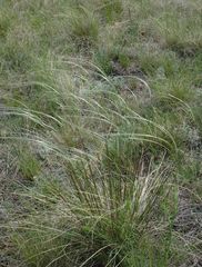 Stipa zalesskyi