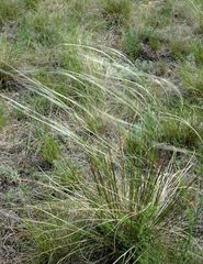 Stipa zalesskyi