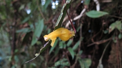 Columnea strigosa