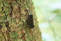 Penthicodes variegatus