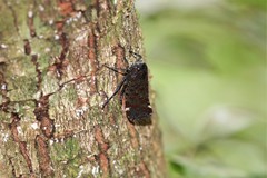 Penthicodes variegatus