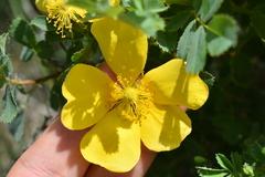 Rosa hemisphaerica