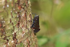 Penthicodes variegatus