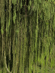 Cupressus nootkatensis