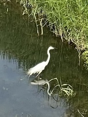 Egretta garzetta
