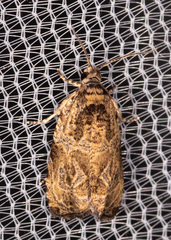 Olethreutes furfuranum