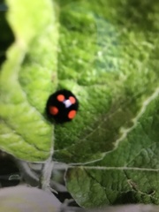 Harmonia axyridis