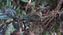Columnea strigosa