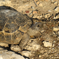 Testudo graeca ibera