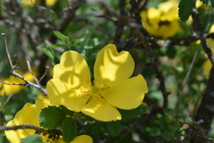 Rosa hemisphaerica