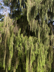 Cupressus nootkatensis