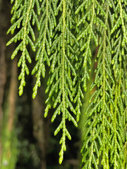 Cupressus nootkatensis