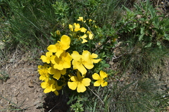 Rosa hemisphaerica