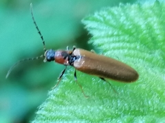 Denticollis linearis