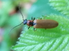 Denticollis linearis