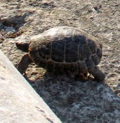 Testudo graeca ibera