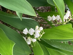 Convallaria majalis