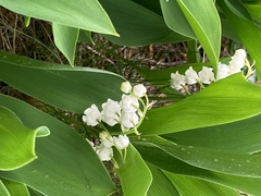 Convallaria majalis