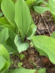 Convallaria majalis