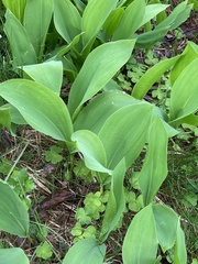 Convallaria majalis