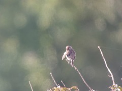 Saxicola rubicola