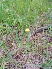Ranunculus illyricus