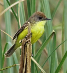 Pseudocolopteryx flaviventris