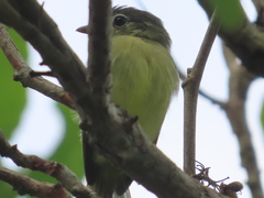 Tolmomyias sulphurescens