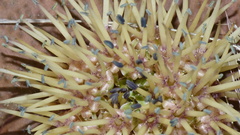 Massonia mimetica