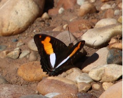 Adelpha jordani