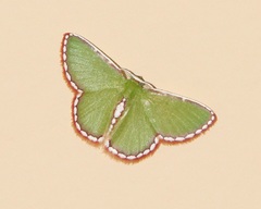 Synchlora pulchrifimbria