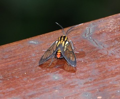 Paraethria flavosignata