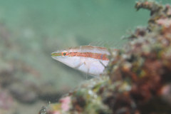 Suezichthys gracilis