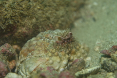 Calappa gallus