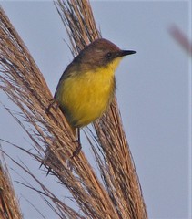 Pseudocolopteryx flaviventris