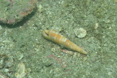 Terebra